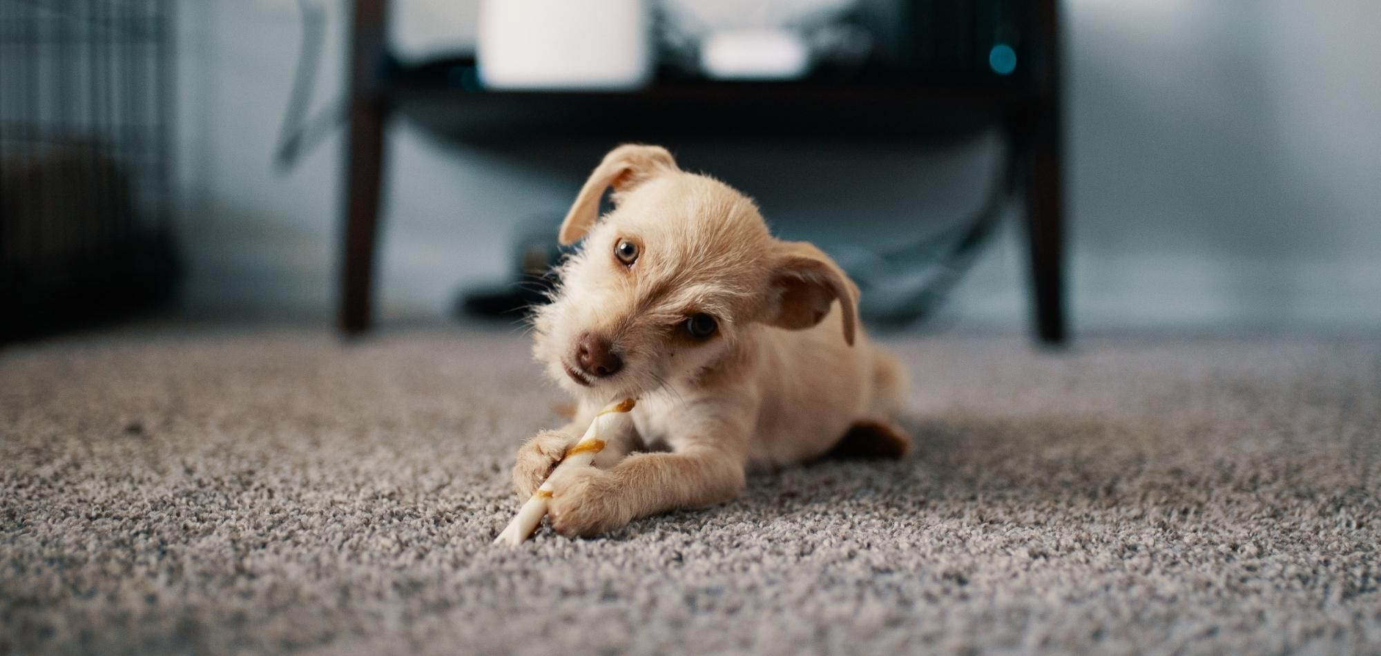 A small, light brown puppy lies on a freshly cleaned carpet chewing on a stick, with its head tilted and ears pricked up. There is a piece of furniture and some objects blurred in the background, showcasing expert carpet cleaning.